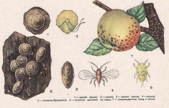 Ложнокалифорнийская щитовка